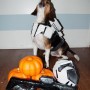 Star wars dog costume